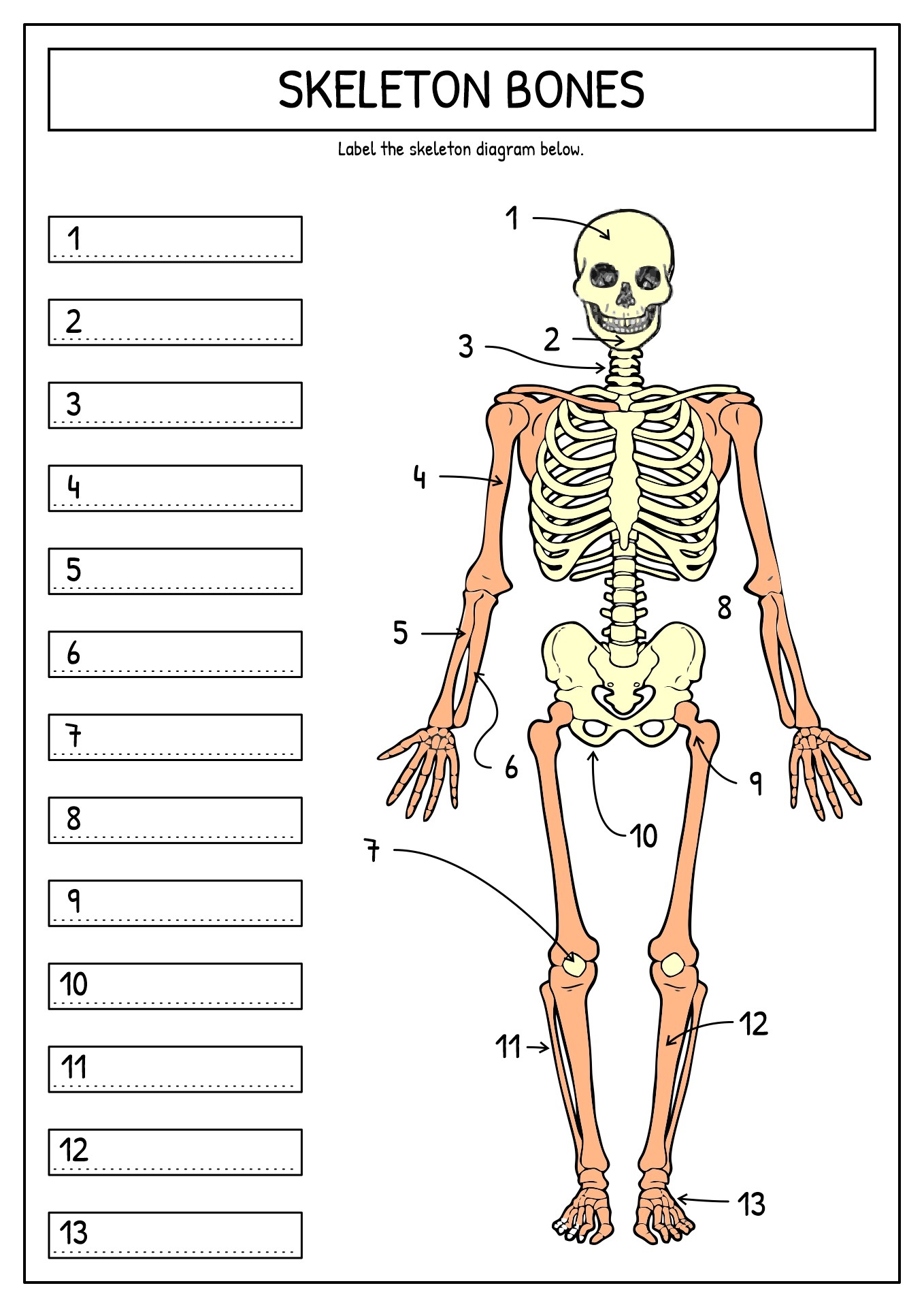 15 Printable Bone Worksheets Free PDF At Worksheeto