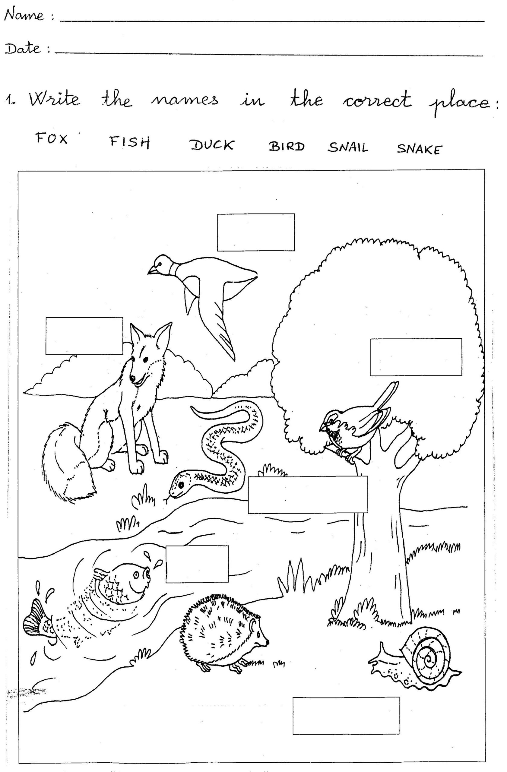 1st Grade Science Worksheets