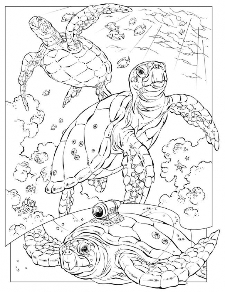 20 Free Printable Ocean Coloring Pages EverFreeColoring