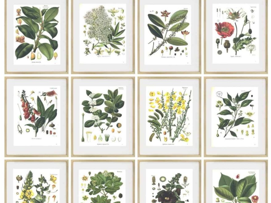 21 Free Botanical Printables Simply Made By Rebecca