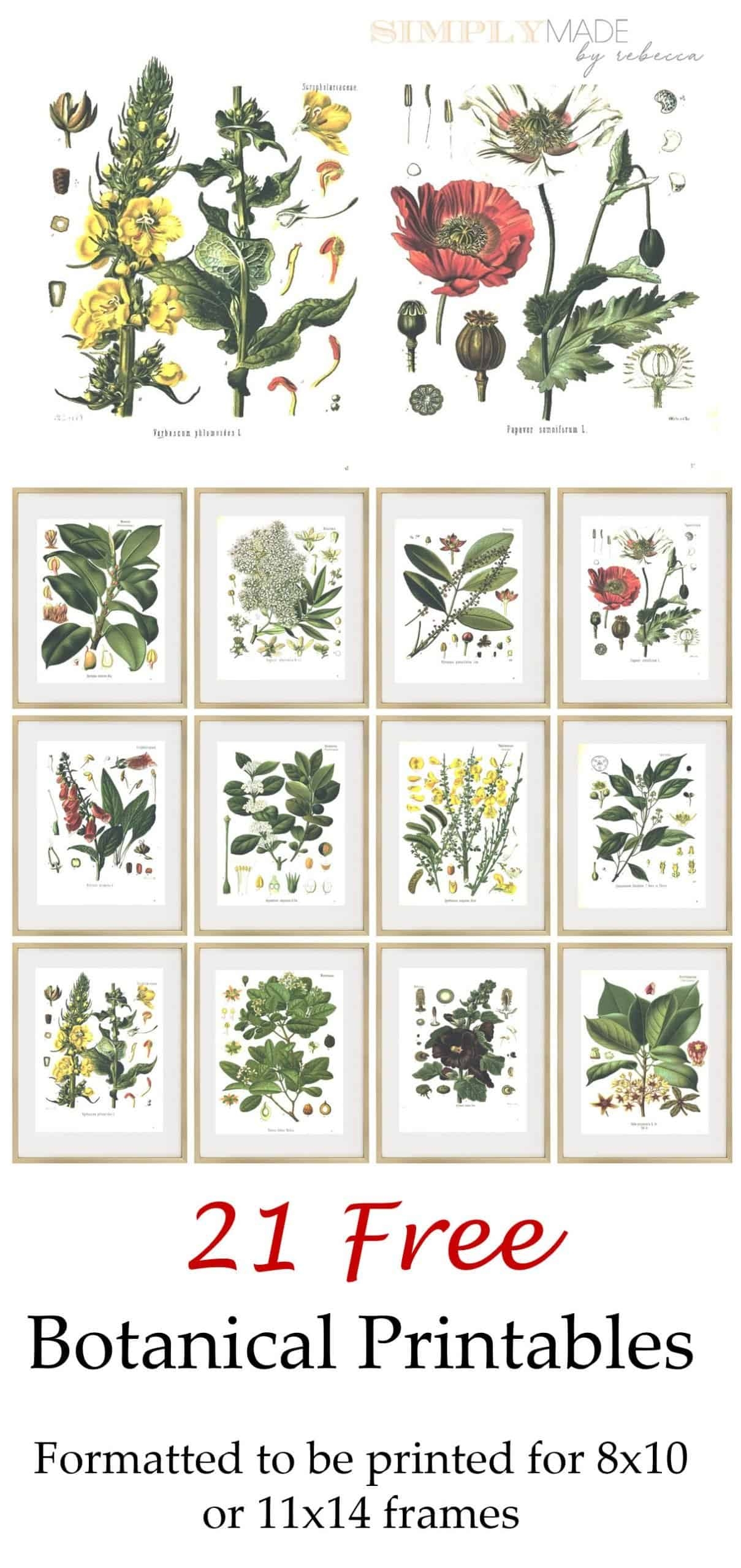 21 Free Botanical Printables Simply Made By Rebecca