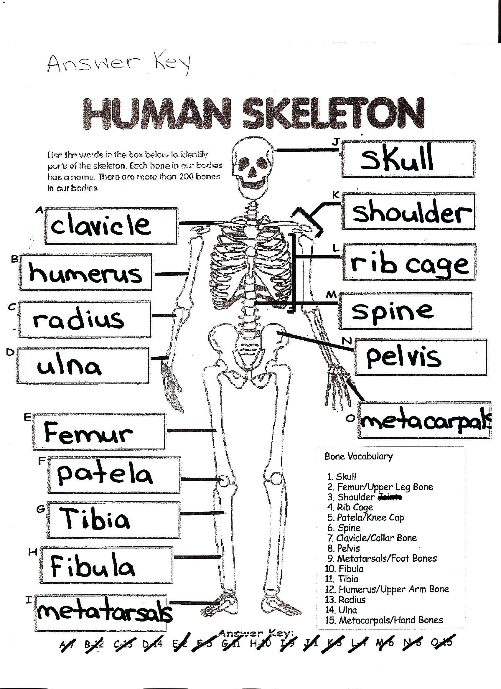 Printable Human Bone Study Worksheets