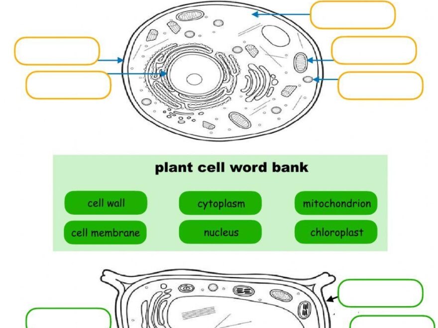 Animal And Plant Cell Worksheets Worksheets Library