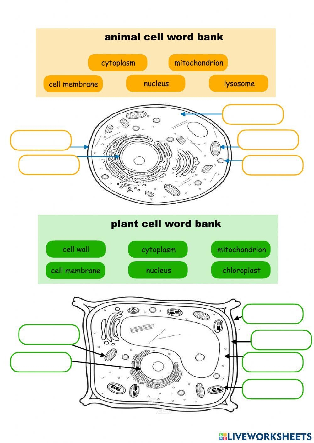 Animal And Plant Cell Worksheets Worksheets Library