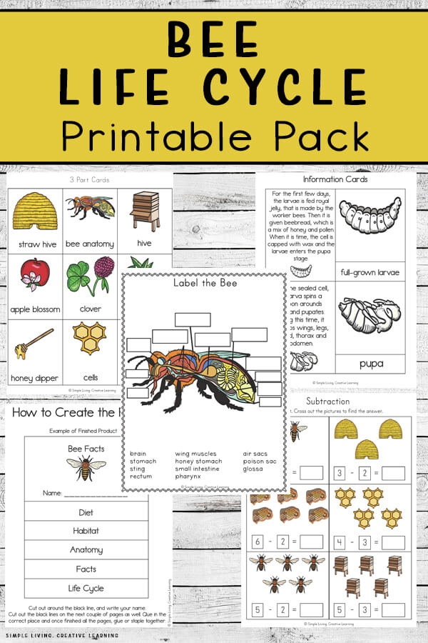 Bee Life Cycle Printable Pack Simple Living Creative Learning