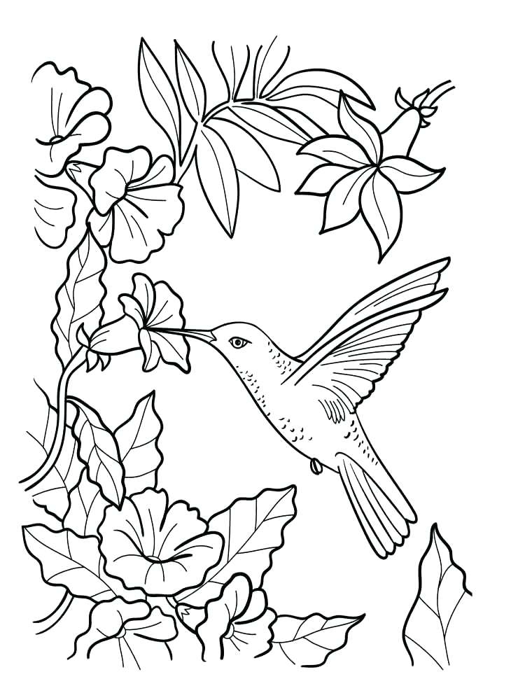 Free Printable Bird Coloring Pages