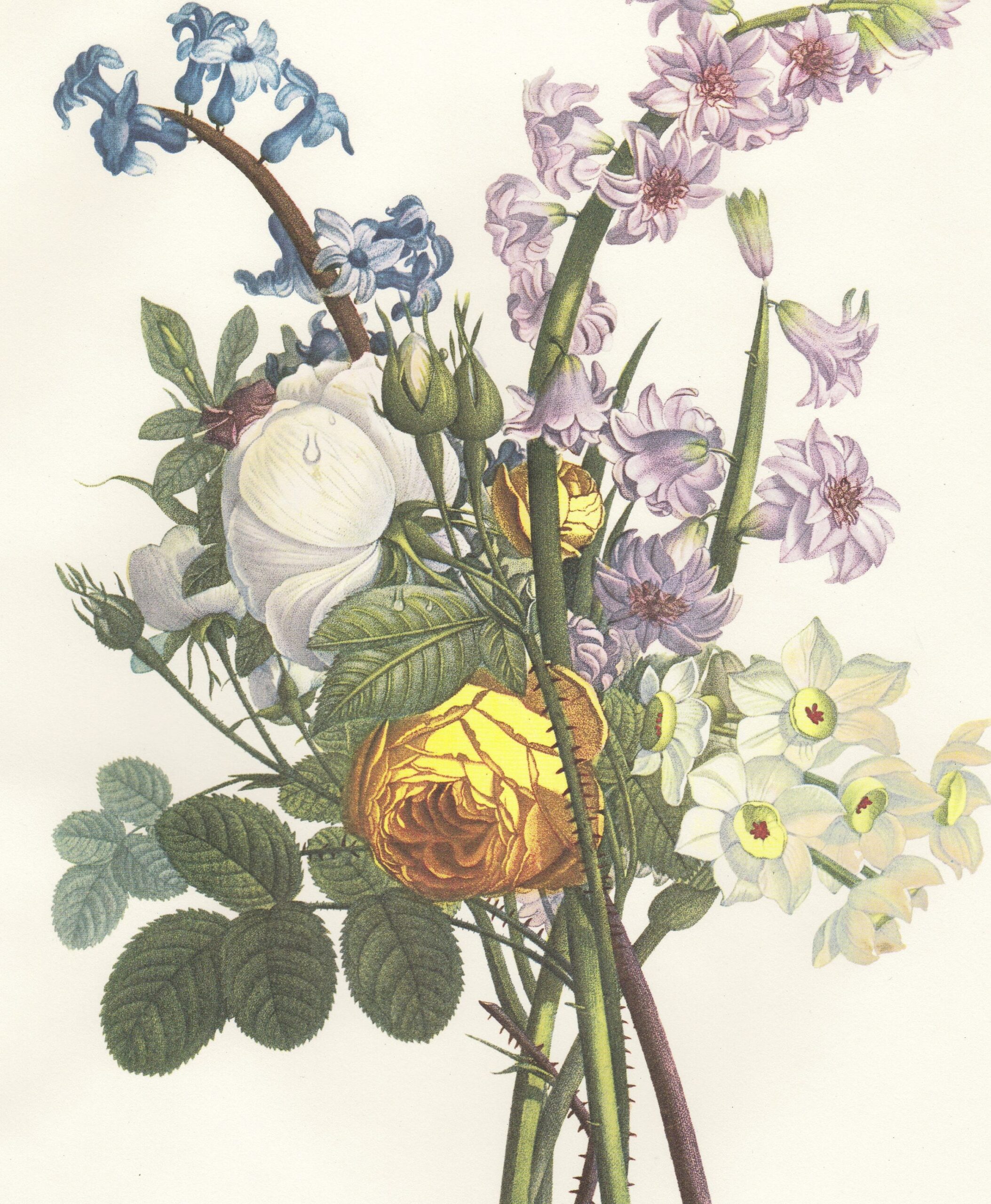 Botanical Garden Vintage Printable Prints