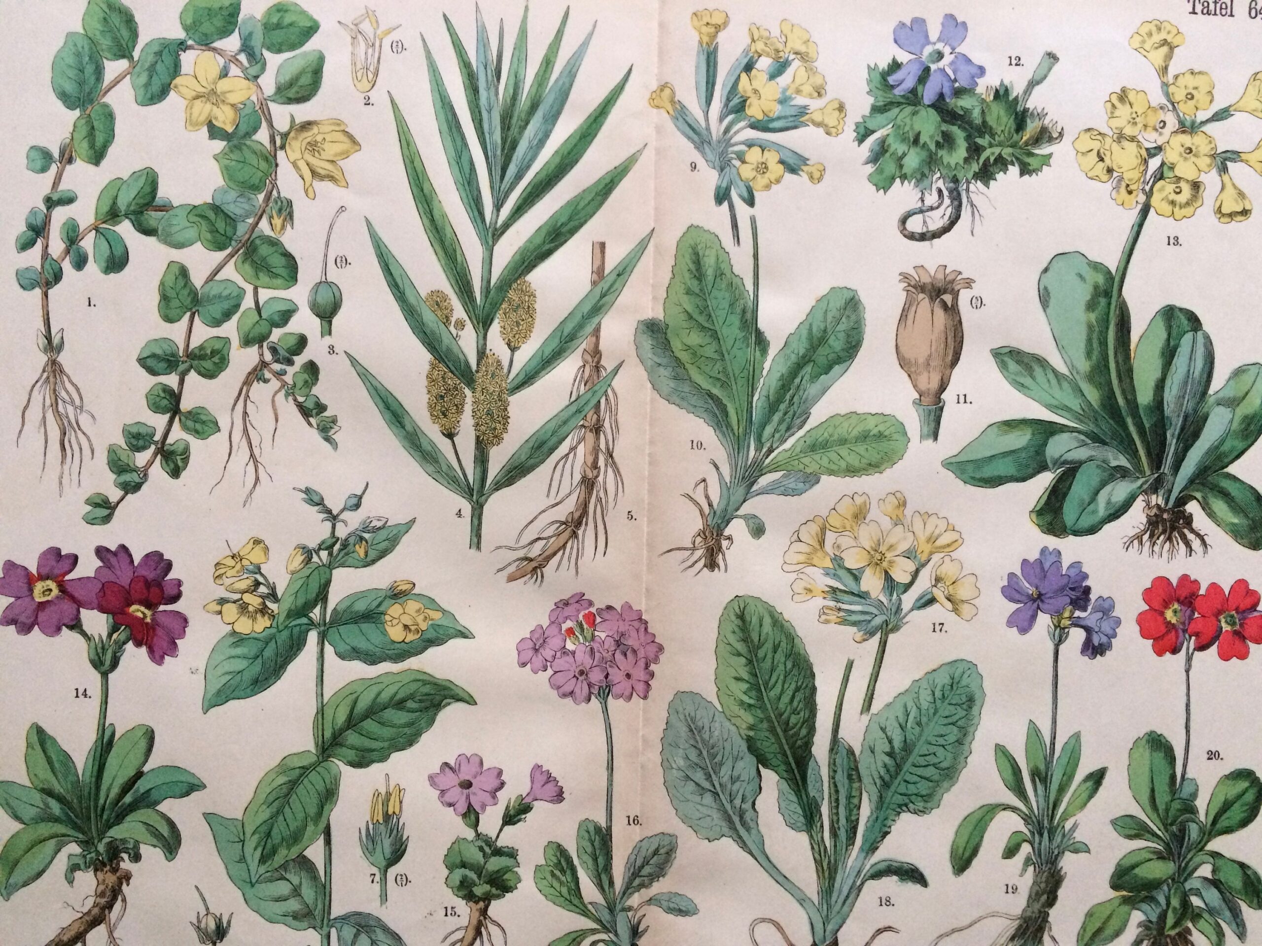 Botanical Garden Vintage Printable Prints