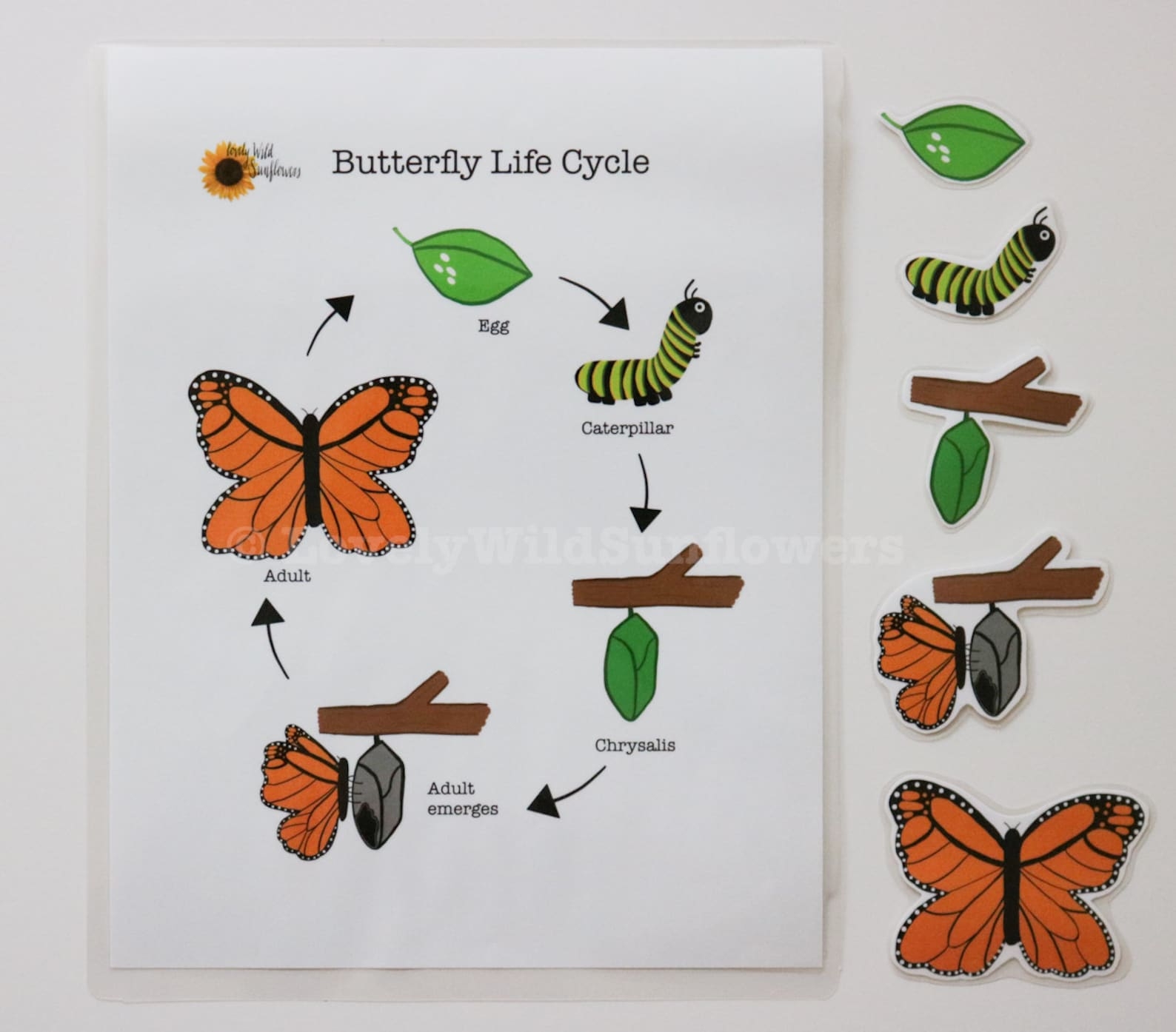Butterfly Life Cycle Printable PDF Teaching Supplies For Preschool 