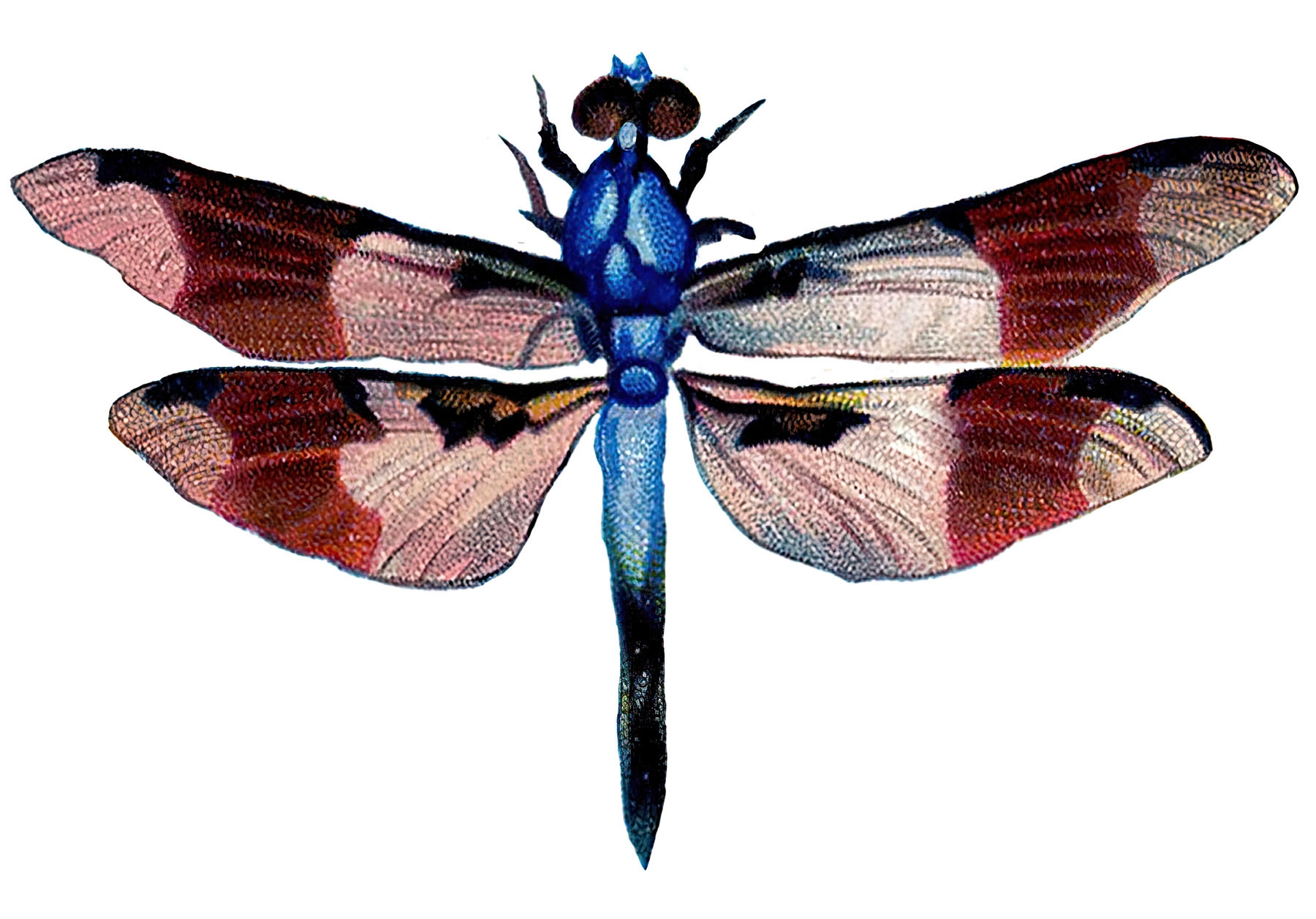 Colorful Dragonfly Clipart