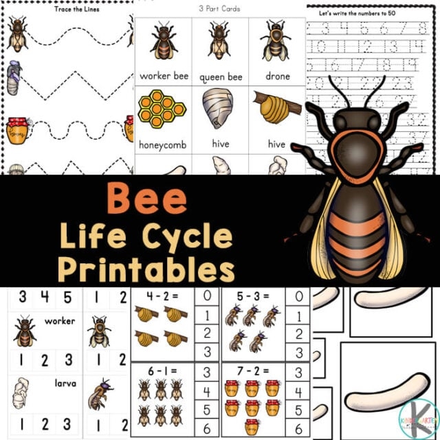Free Printable Honey Bee Life Cycle Worksheet