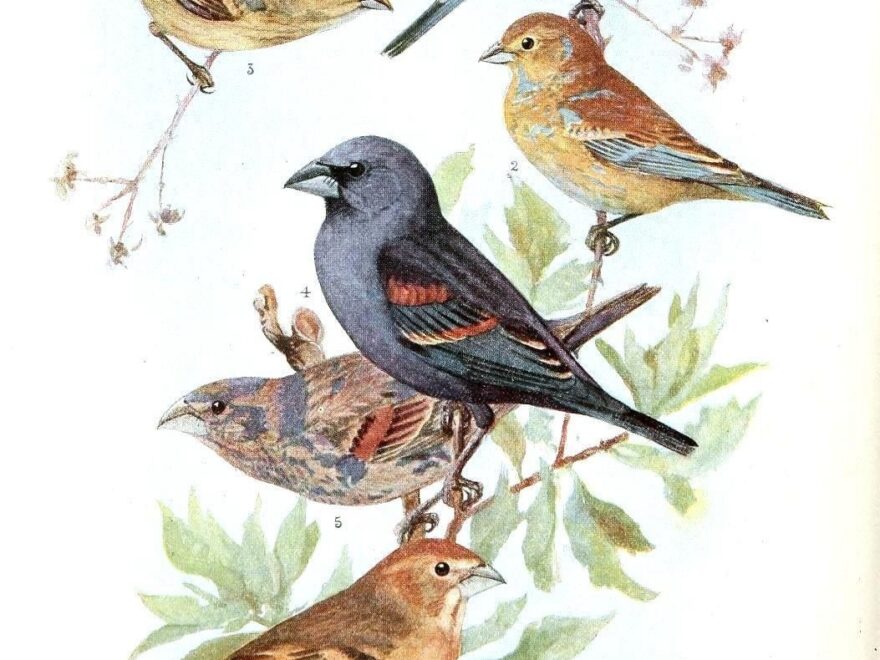 Free Printable Images Of Birds Free Printable