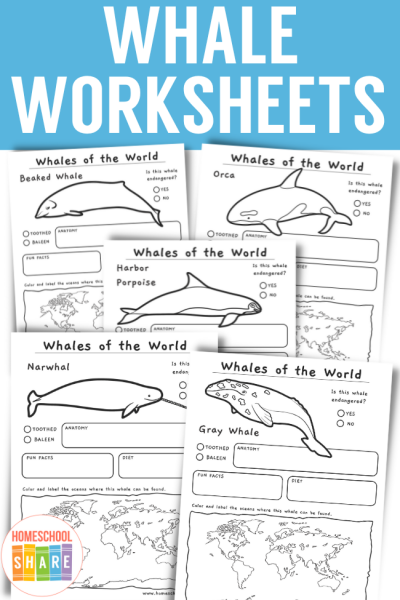 Free Printable Whale Worksheets Homeschool Share
