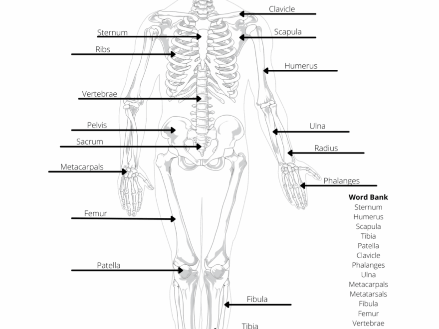 Human Anatomy Worksheets Printable Worksheets