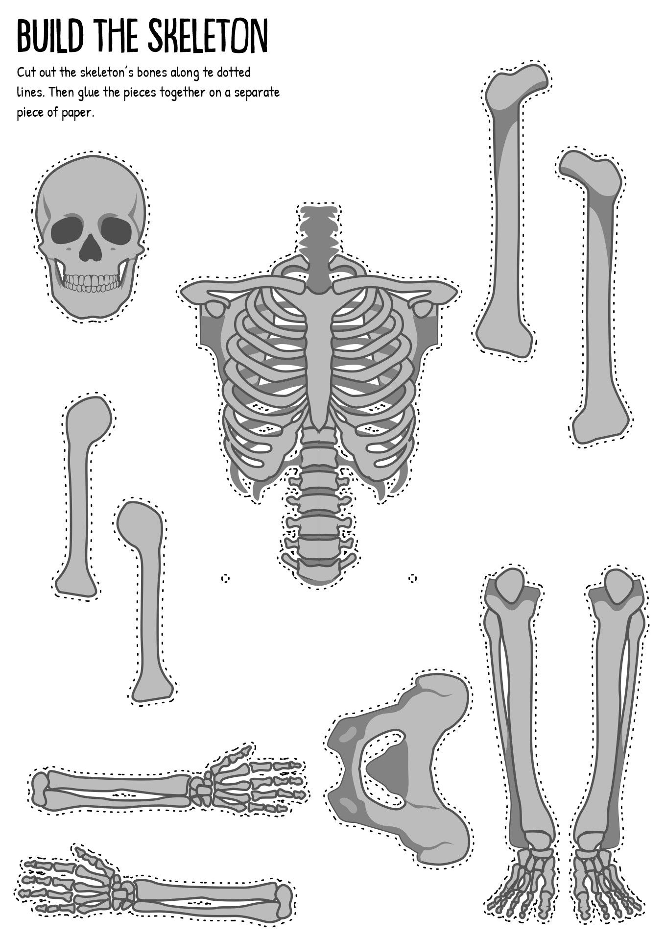 Human Skeleton Bones Human Skeleton Anatomy Skull And Bones Skeletal 