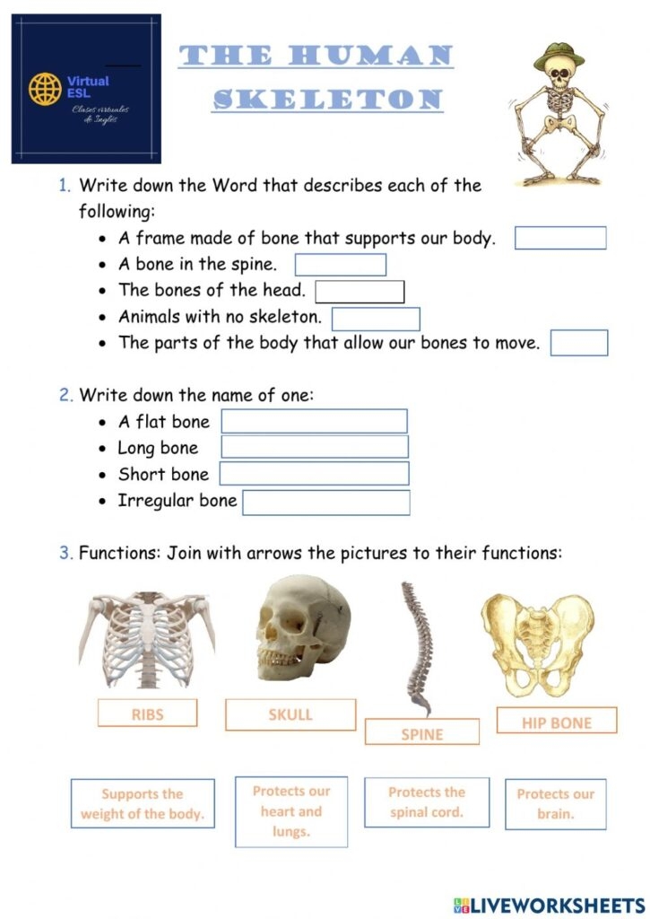 Human Skeleton Worksheets Free Printable Worksheets