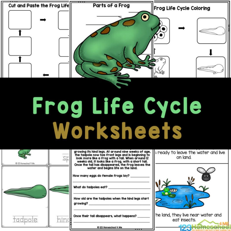 Life Cycle Of A Frog Worksheet Free Printable