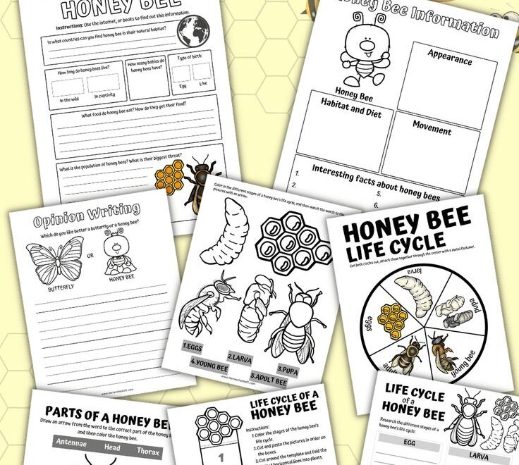 Life Cycle Of Bees Worksheet Bee Life Cycle Worksheets