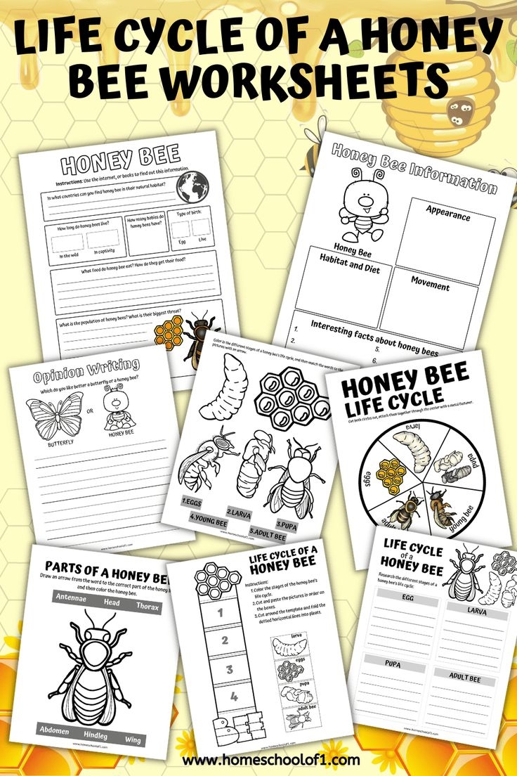 Life Cycle Of Bees Worksheet Bee Life Cycle Worksheets