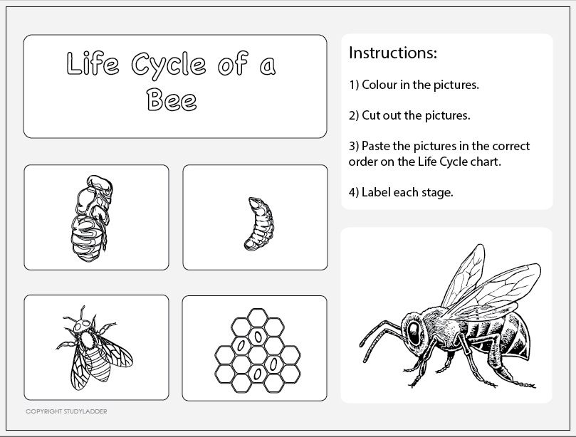 Free Printable Bee Life Cycle Worksheets