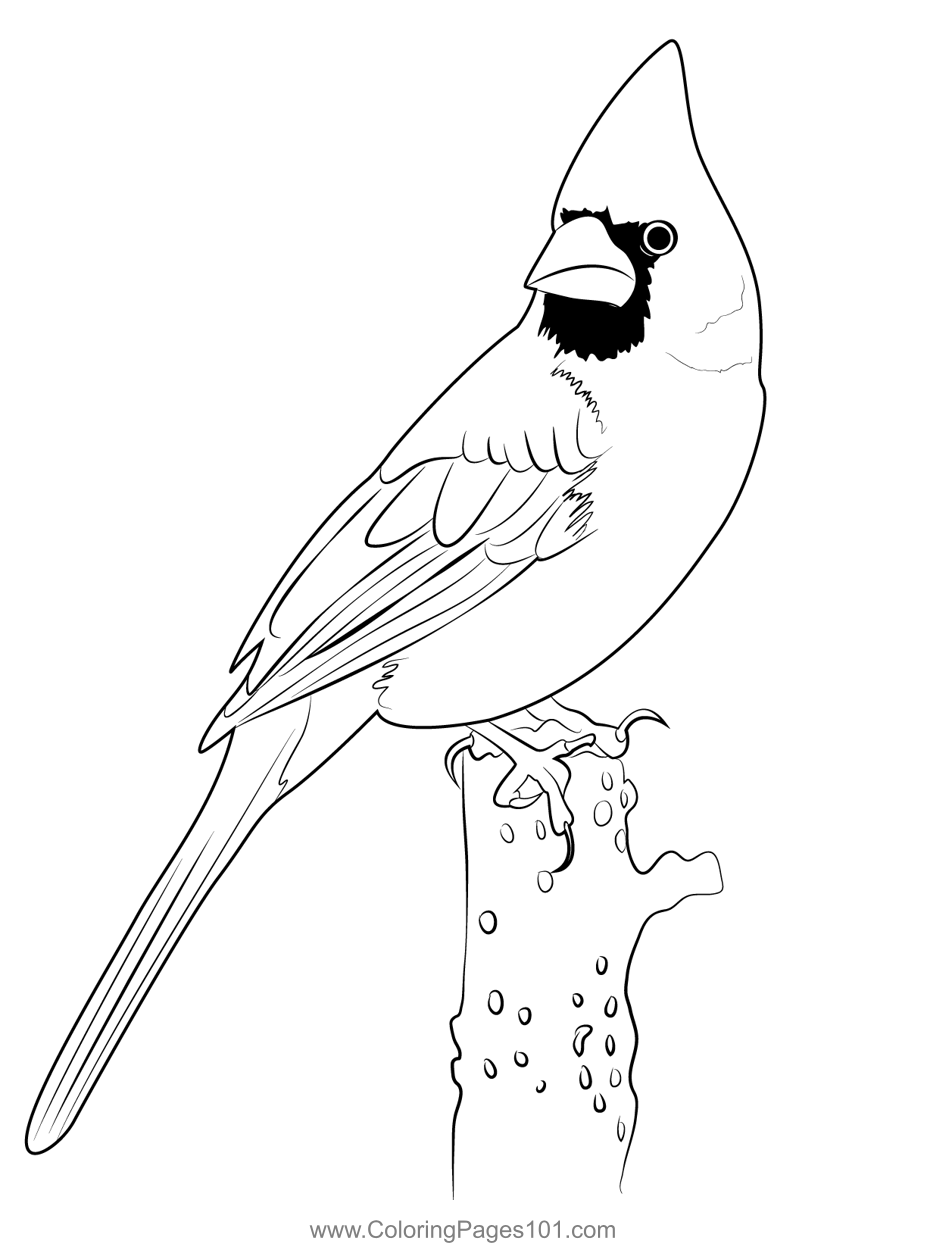 Printable Coloring Pages Of Cardinal Birds At Taralvinblog Blog