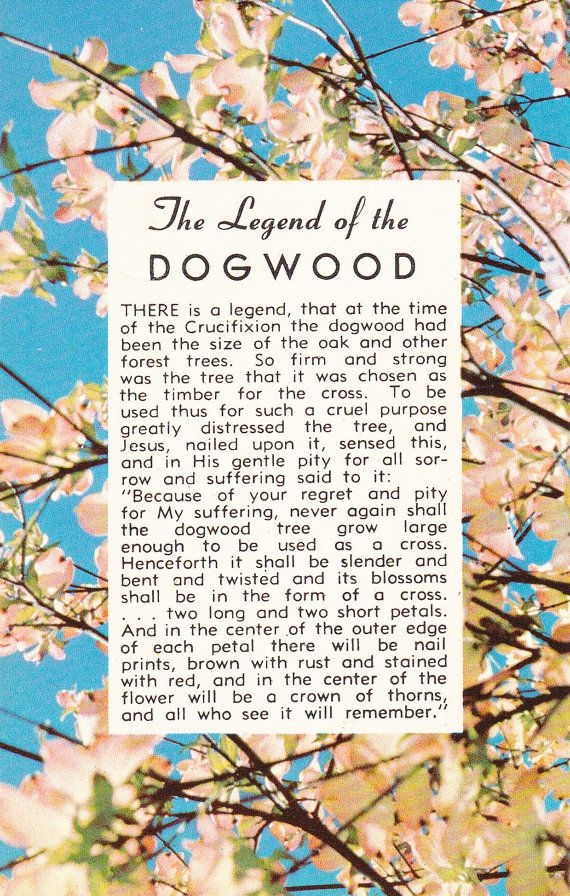 Legend Of The Dogwood Tree Printable