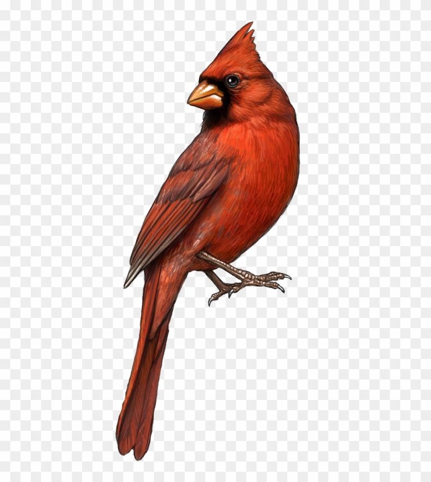 Printable Pictures Of Cardinal Birds