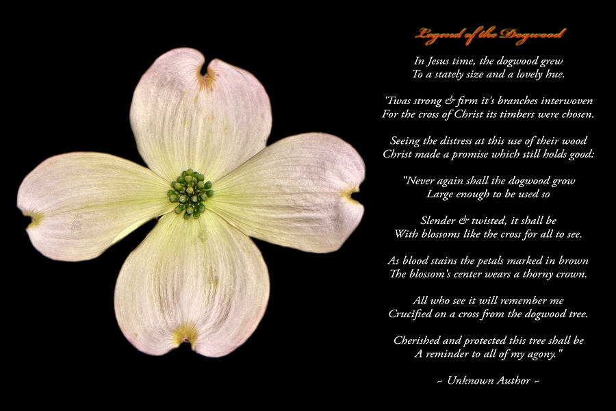 The Legend Of The Dogwood Tree Printable