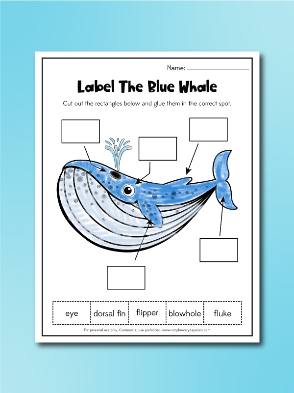 Whales Worksheets